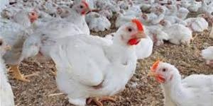 أسعار الفراخ اليوم الأربعاء 7 يناير 2026 والبيض في الأسواق